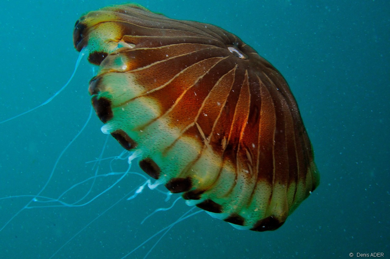 Chrysaora hysoscella Meduse rayonnee-Belle Ile Basse Palais-3m-20160701-Denis-ADER-DSC_8531_tn.jpg